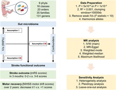 Gut microbiota and functional outcome after ischemic stroke: a Mendelian randomization study